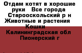 Отдам котят в хорошие руки - Все города, Старооскольский р-н Животные и растения » Кошки   . Калининградская обл.,Пионерский г.